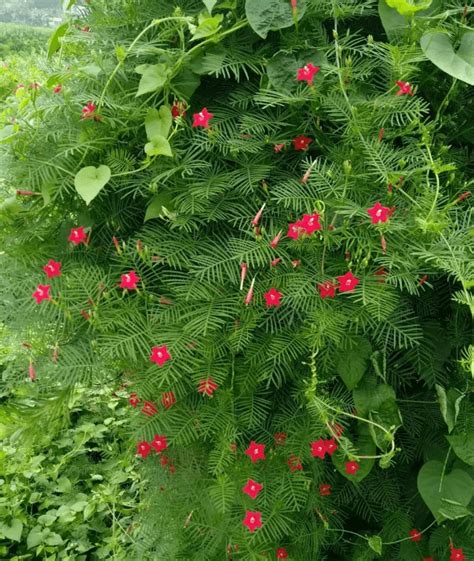 爬藤植物|25种·常见爬藤植物，花开便成瀑布